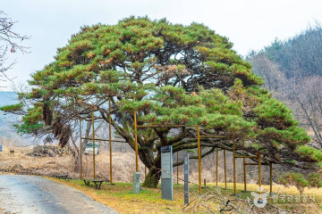 예천 출렁다리마을 여행 추천 - 메고지고