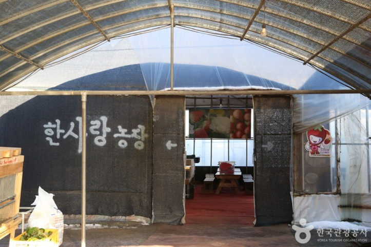 한사랑딸기체험농장 여행 추천 - 메고지고