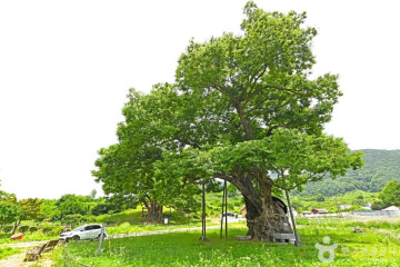 괴산 송덕리 미선나무 자생지 여행 추천 - 메고지고