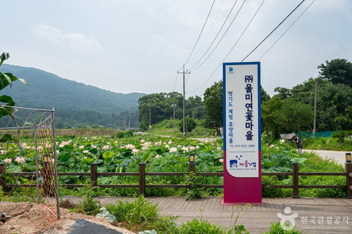 울미연꽃마을 여행 추천 - 메고지고