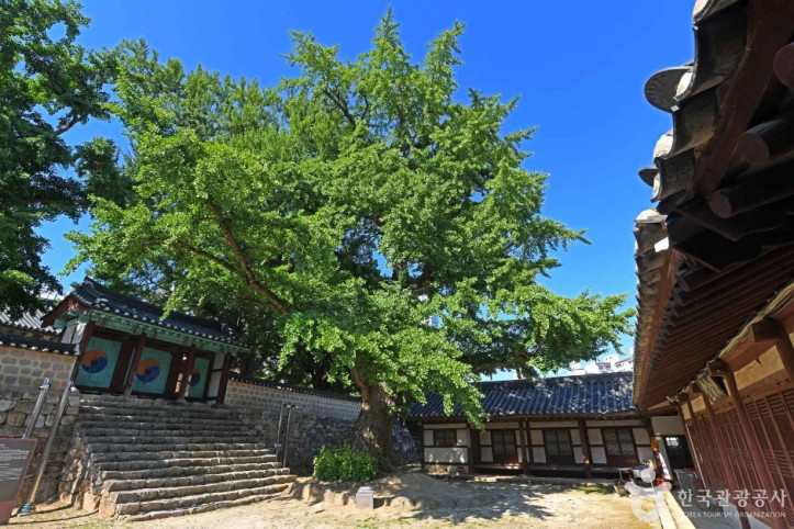 서산향교 은행나무 여행 추천 - 메고지고