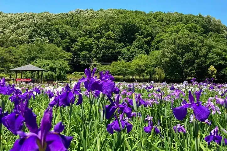 기타야마 공원 여행 추천 - 메고지고