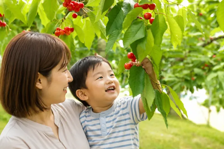 오하시 체리 농원 여행 추천 - 메고지고