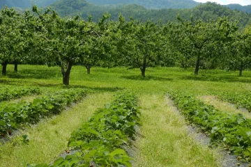 핫켄산 와이너리 여행 추천 - 메고지고