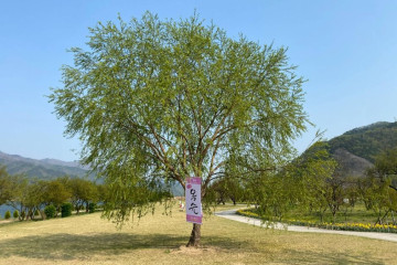 순매원 여행 추천 - 메고지고
