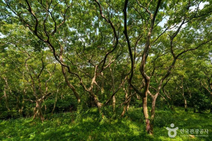 외연도 여행 추천 - 메고지고