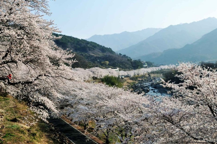 십리벚꽃길 여행 추천 - 메고지고