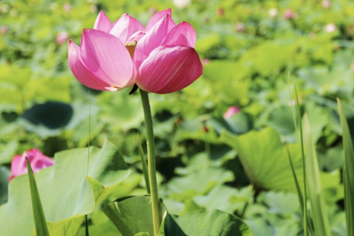 지산지(옥련생태공원) 여행 추천 - 메고지고