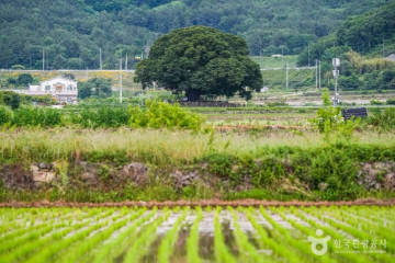 반곡서원(거제) 여행 추천 - 메고지고