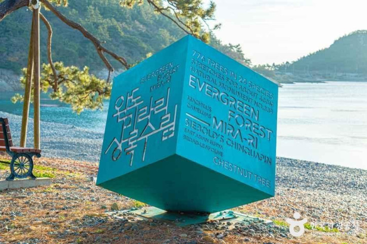 완도 미라리 상록수림 여행 추천 - 메고지고