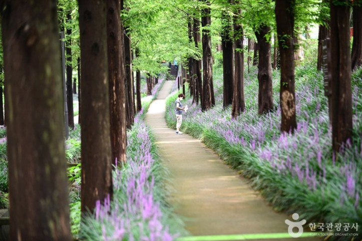 맥문동숲길 여행 추천 - 메고지고