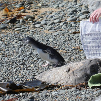 Photo: Avenue · CC BY-SA 3.0 · Wikimedia Commons / https://commons.wikimedia.org/wiki/File:Little_Blue_Penguin_(Eudyptula_minor)_released_on_a_beach,_heading_for_the_sea.jpg / Rights: https://commons.wikimedia.org/wiki/File:Little_Blue_Penguin_(Eudyptula_minor)_released_on_a_beach,_heading_for_the_sea.jpg / Usage: Commons 개별 파일 페이지에서 저작자 및 상업적으로 재사용 가능한 CC 라이선스 확인. 재사용 시 저작자·출처·라이선스 링크·필요한 수정 사실을 표시하고, BY-SA 수정물은 동일조건변경허락 준수. 원본 파일 다운로드/운영 서버 표시 미확인.