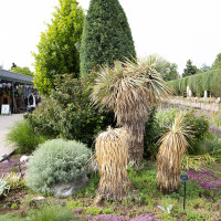 mark byzewski · Wikimedia Commons · CC BY 2.0 / https://commons.wikimedia.org/wiki/File:2022-06-05_Denver_Botanic_Gardens_-_001.jpg / Rights: https://commons.wikimedia.org/wiki/File:2022-06-05_Denver_Botanic_Gardens_-_001.jpg / Usage: 원본 페이지·저작자·라이선스 링크 표시