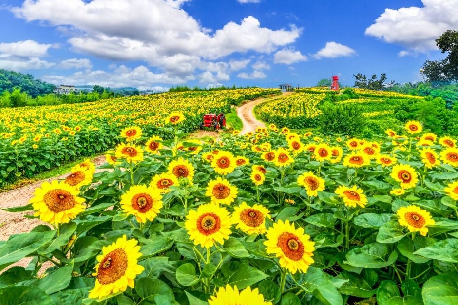 강주해바라기 축제