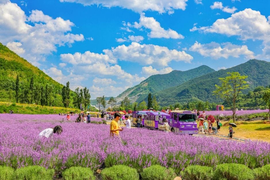 무릉별유천지 라벤더축제