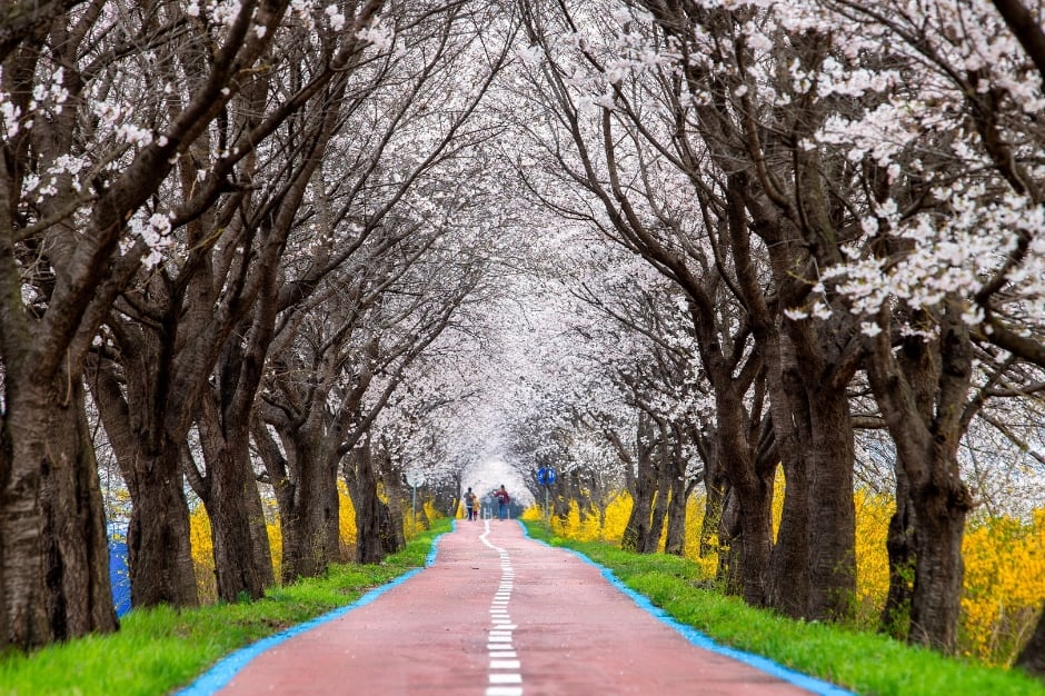 보은 벚꽃길 축제
