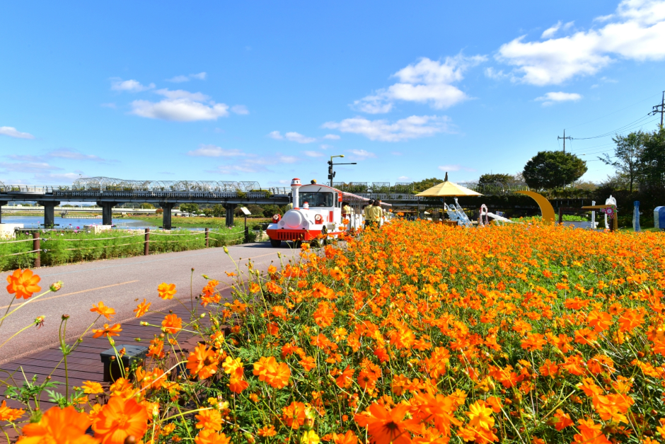 장성 황룡강 길동무 꽃길 축제