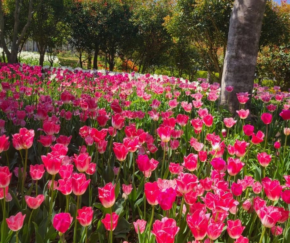 하늘빛수목정원 튤립축제