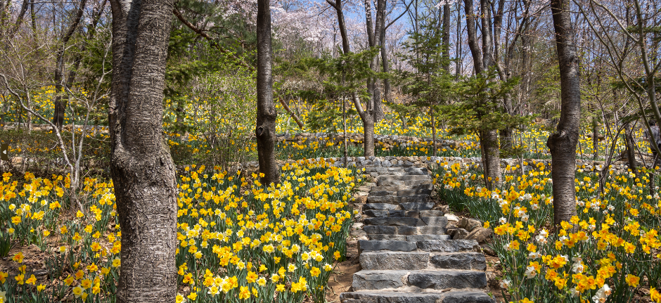 화담숲 봄 수선화 축제